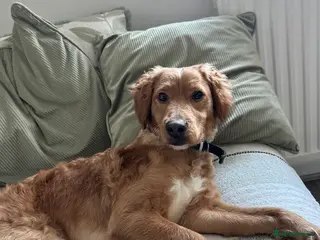 Cockapoo dogs 1 year old male cockapoo - Advert 4