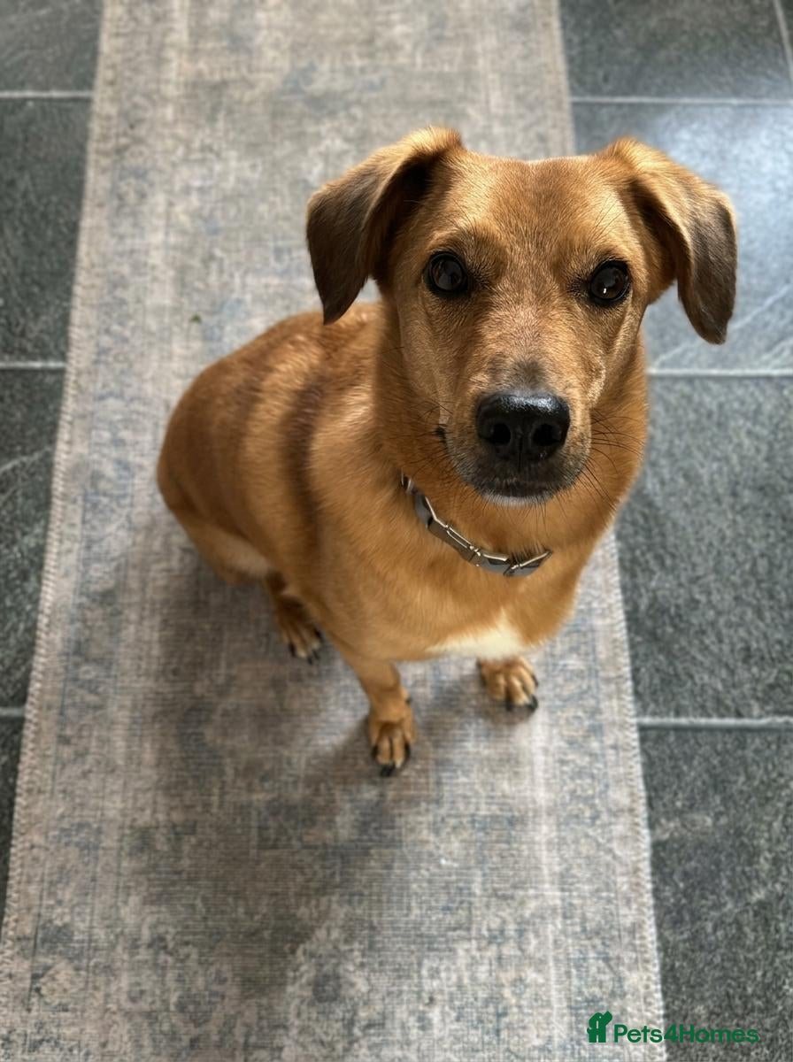 Mixed Breed dogs for adoption: 💙HARRY💙 – THE SOFTEST FUR, THE SWEETEST HEART - Advert 2