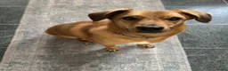 Mixed Breed dogs for adoption: 💙HARRY💙 – THE SOFTEST FUR, THE SWEETEST HEART in Retford - Advert 2
