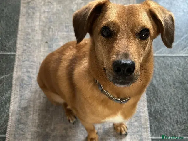 Mixed Breed dogs for adoption: 💙HARRY💙 – THE SOFTEST FUR, THE SWEETEST HEART - Advert 2