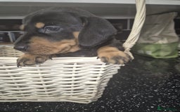 Dachshund dogs for sale: Standard dachshund's  - Image 14