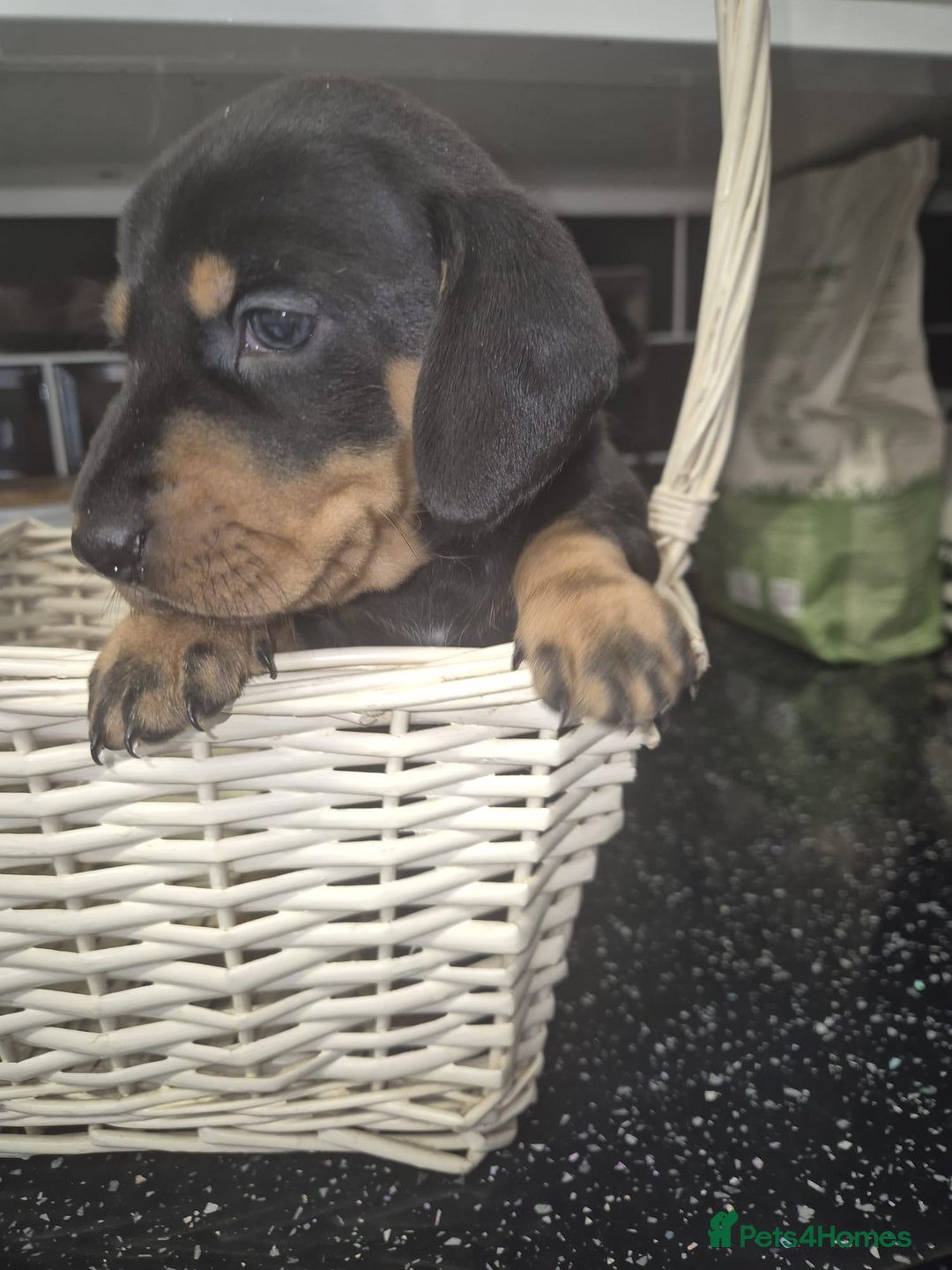 Dachshund dogs for sale: Standard dachshund's  - Image 14