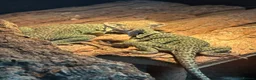Lizard reptiles for sale: Breeding pair of Collared Lizards in Coalville - Advert 6