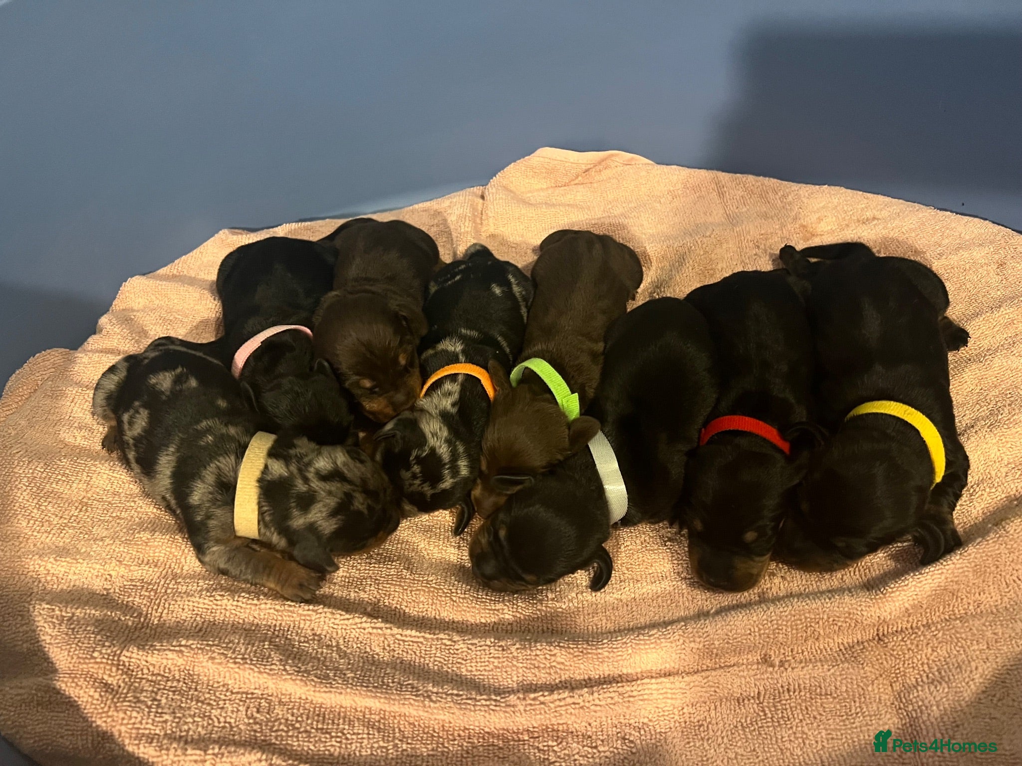 Miniature Dachshund dogs Miniature dachshund available  - Advert 2