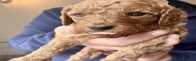 Goldendoodle 2