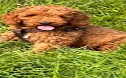 Cockapoo dogs for sale: F2b minature cockapoo  - Image 5