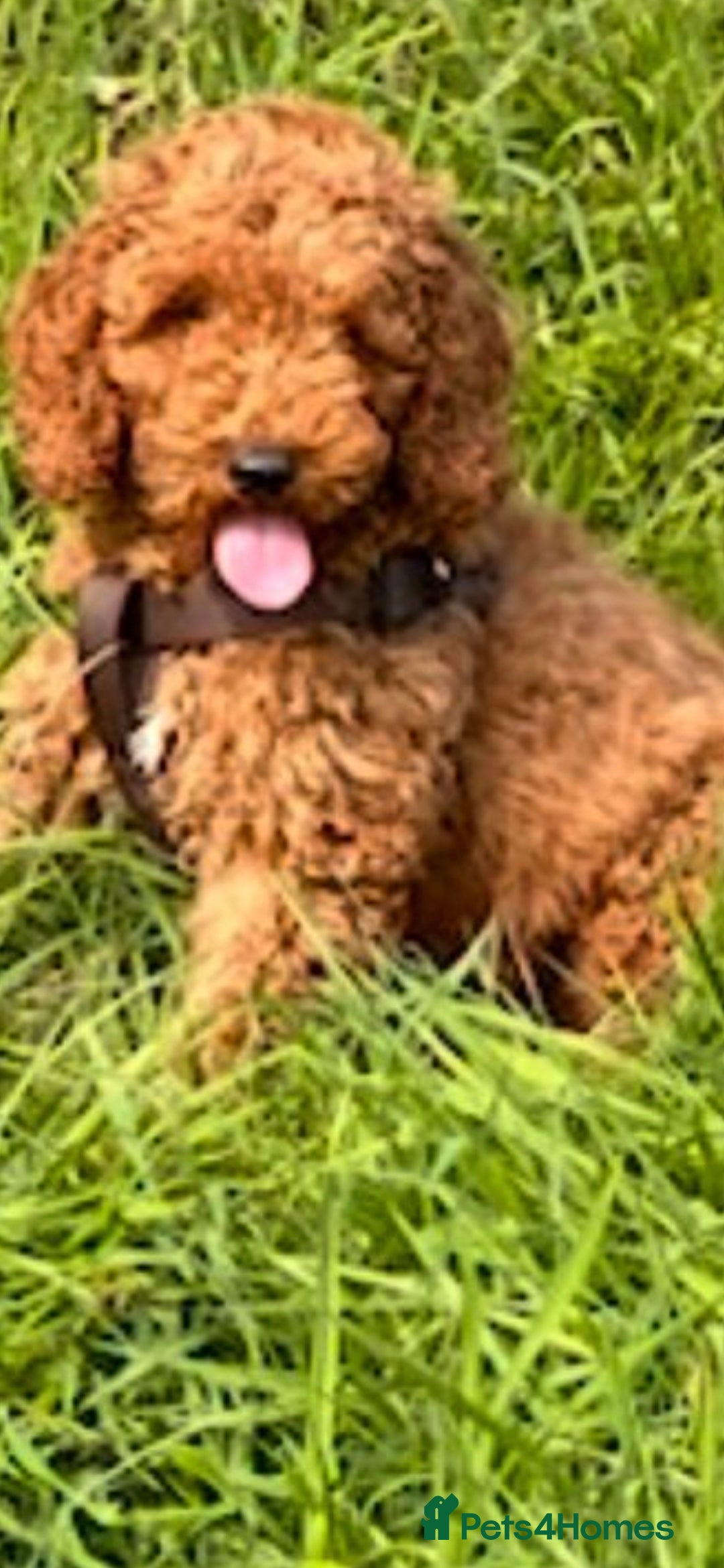 Cockapoo dogs for sale: F2b minature cockapoo  - Image 5