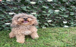 Cavapoo dogs for sale: Stunning cavapoo f1b puppies ready for new homes❤️ - Image 8