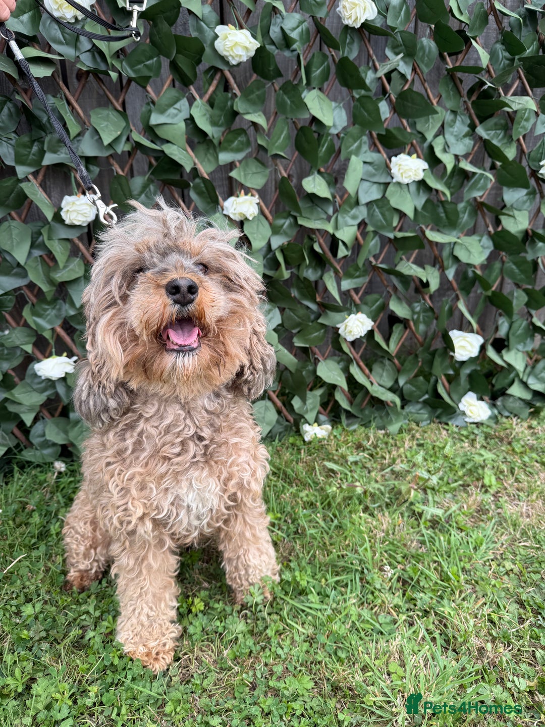 Cavapoo dogs for sale: Stunning cavapoo f1b puppies ready for new homes❤️ - Image 8