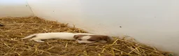Cocker Spaniel dogs for sale: Cocker spaniel pups  - Advert 6