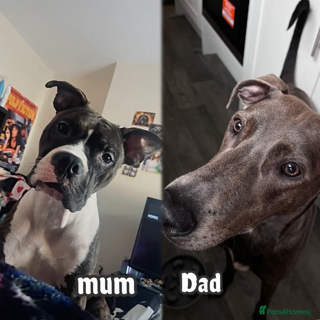 Mixed Breed dogs for sale: 2 puppies for sale - Advert 3