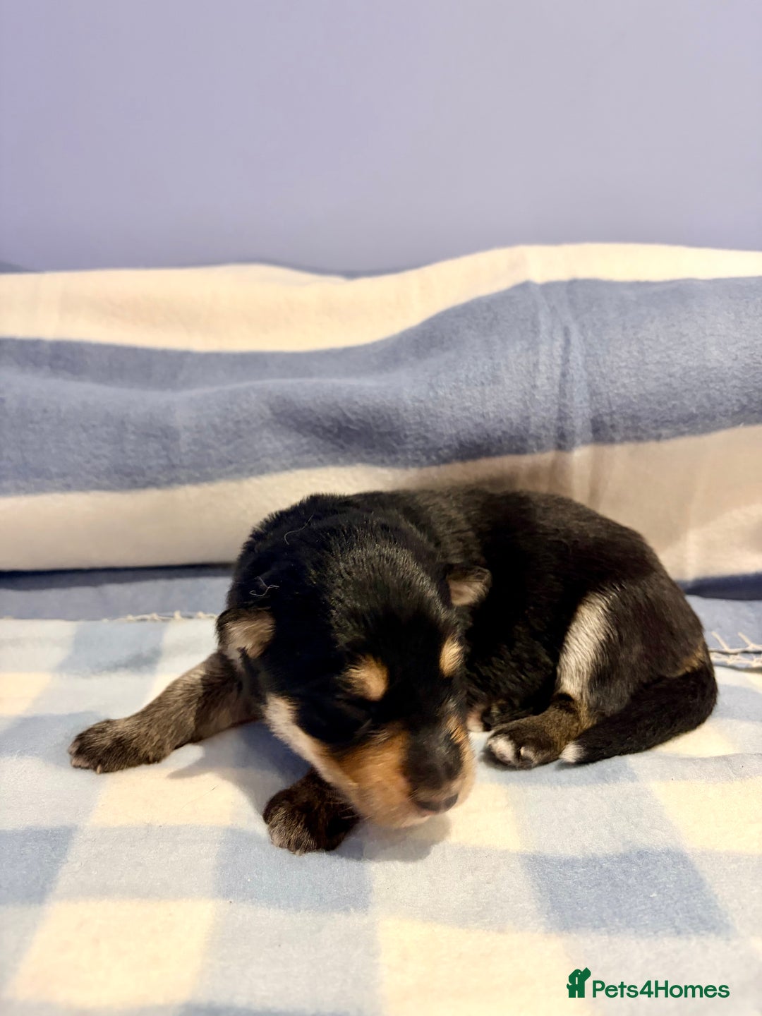 German Shepherd dogs for sale: 🐶 Beautiful KC Registered Puppies Available 🐶 - Advert 14