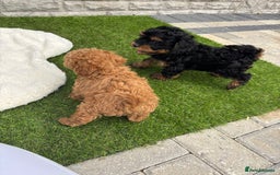Cavapoo dogs for sale: Toy f1b cavapoo puppies - Image 22