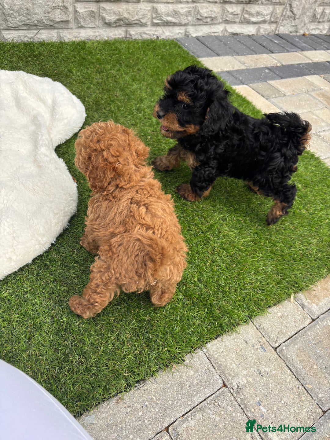 Cavapoo dogs for sale: Toy f1b cavapoo puppies - Image 22