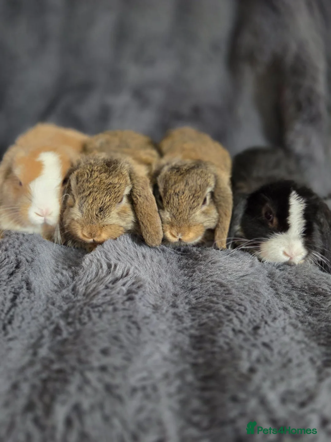 Mini Lop rabbits for sale: Mini lops - Advert 1