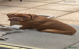 Dogue De Bordeaux dogs for sale: Male and female dogue de bordeaux puppies  - Advert 8