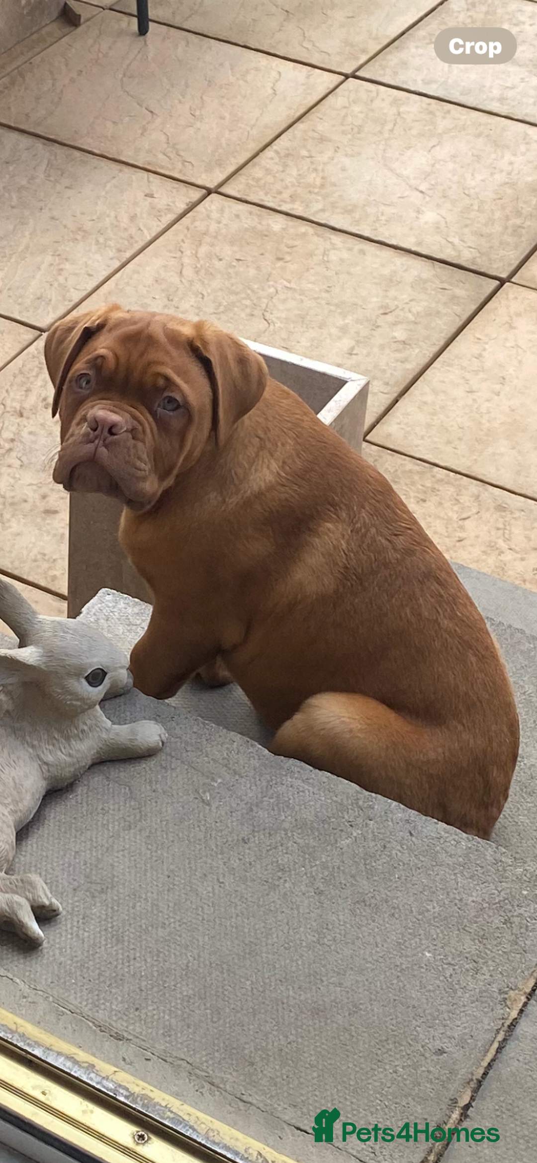 Dogue De Bordeaux dogs for sale: Male and female dogue de bordeaux puppies  - Advert 8