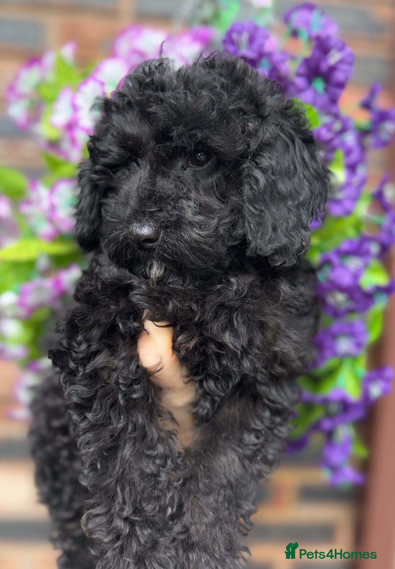 Toy Poodle dogs Beautiful Toy Poodle Puppies - Advert 2