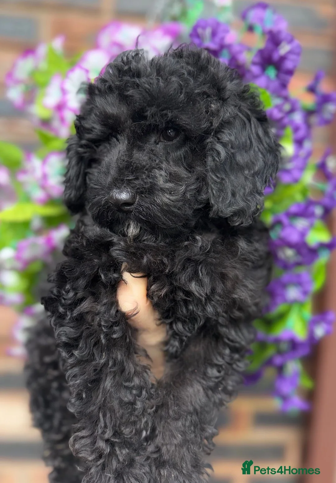Toy Poodle dogs for sale: 🩷💙Beautiful Toy Poodle Puppies💙🩷 - Advert 1