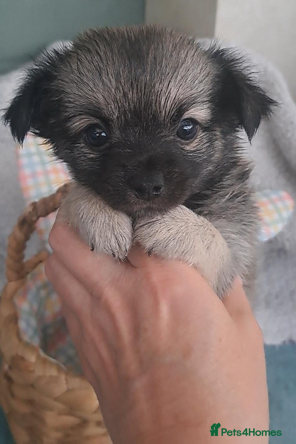 Chihuahua dogs Long Coat Chihuahua puppies - Advert 21