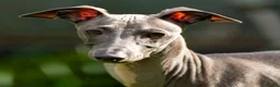 Italian Greyhound dogs for stud: Stud dog in Norfolk in Norwich - Advert 5