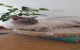 Ragdoll cats for sale: *RAGDOLL Male for sale* - Image 5