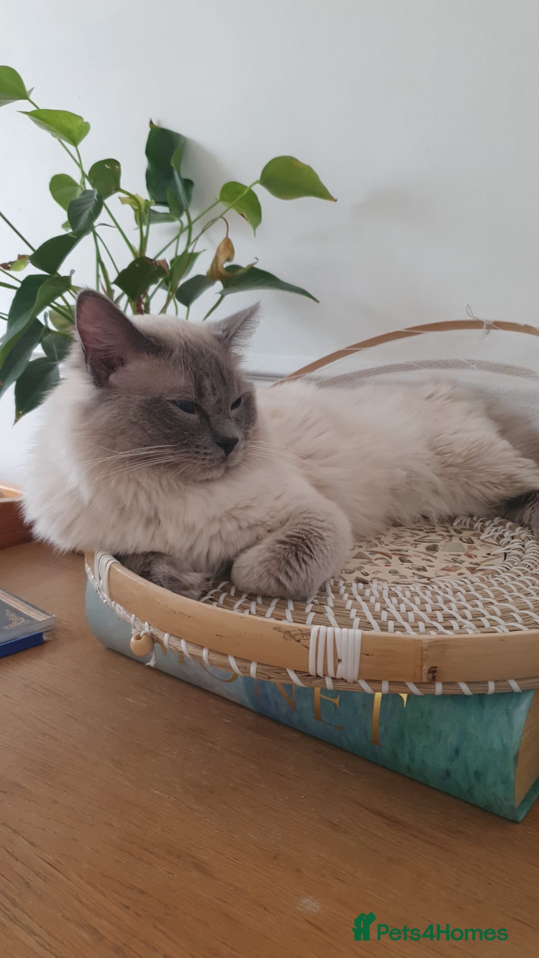 Ragdoll cats for sale: *RAGDOLL Male for sale* - Image 5