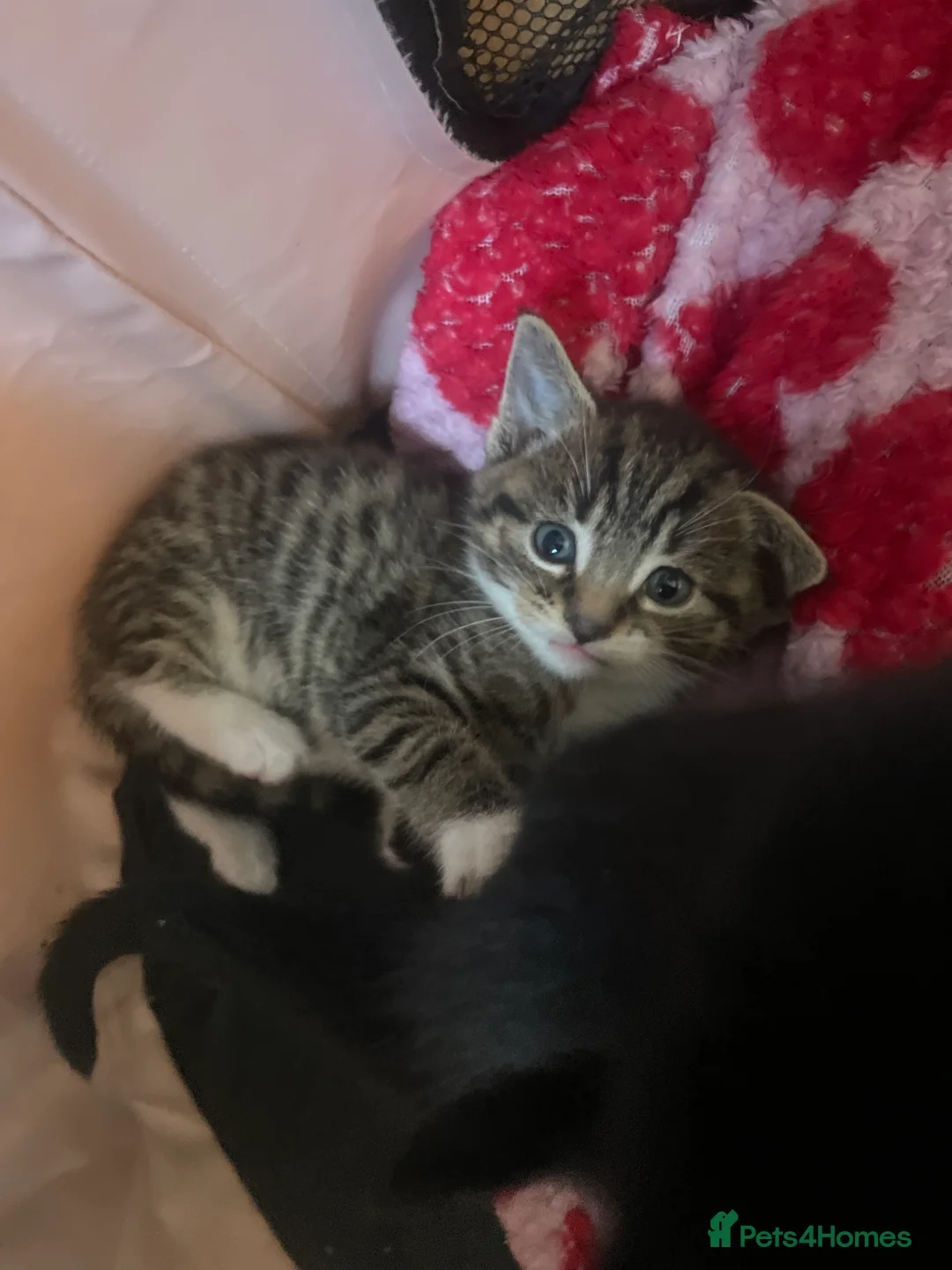 Mixed Breed cats for sale: 4 mixed kittens  - Advert 9