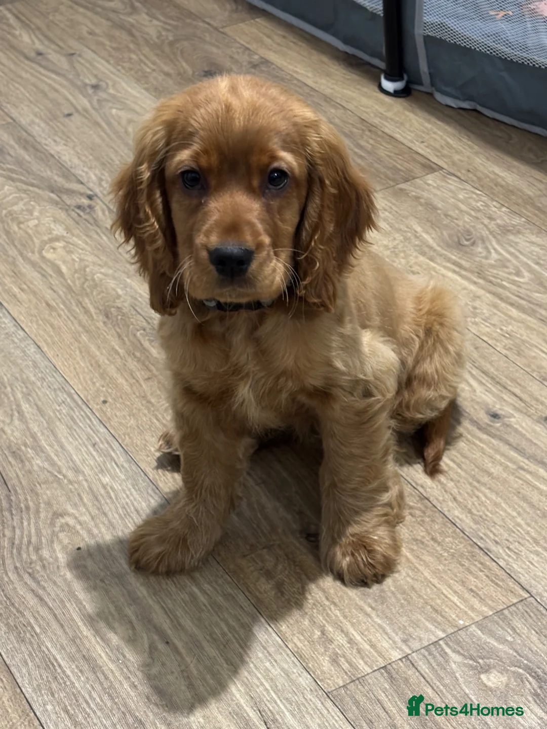 Cocker Spaniel dogs for sale: Lola  in Havant - Advert 2