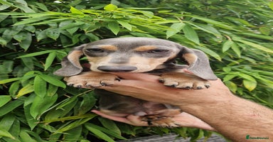 Miniature Dachshund dogs - Advert 2