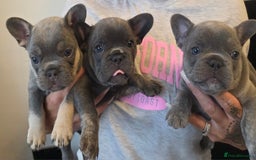 French Bulldog dogs for sale: Meet Your New Best Friend - French Bulldog Puppy - Image 1