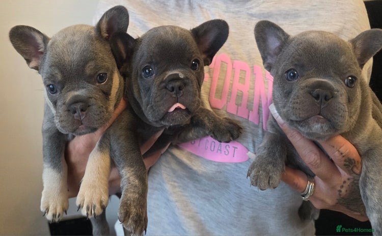 French Bulldog dogs - Advert 1