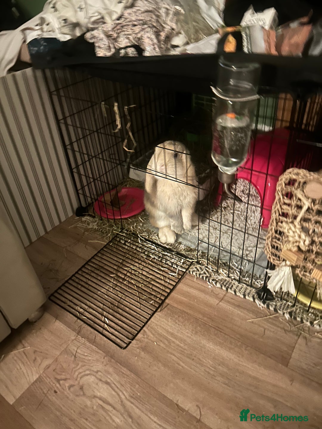Mini Lop rabbits for sale: 2 male mini lops - Image 3