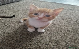 Mixed Breed cats for sale: Beautiful kittens  - Image 5