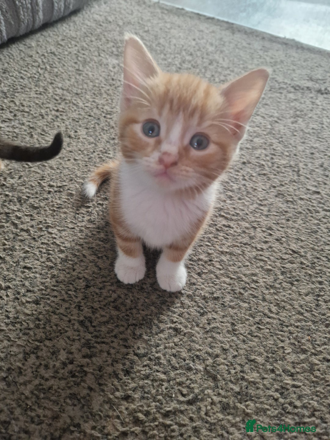 Mixed Breed cats for sale: Beautiful kittens  - Image 5