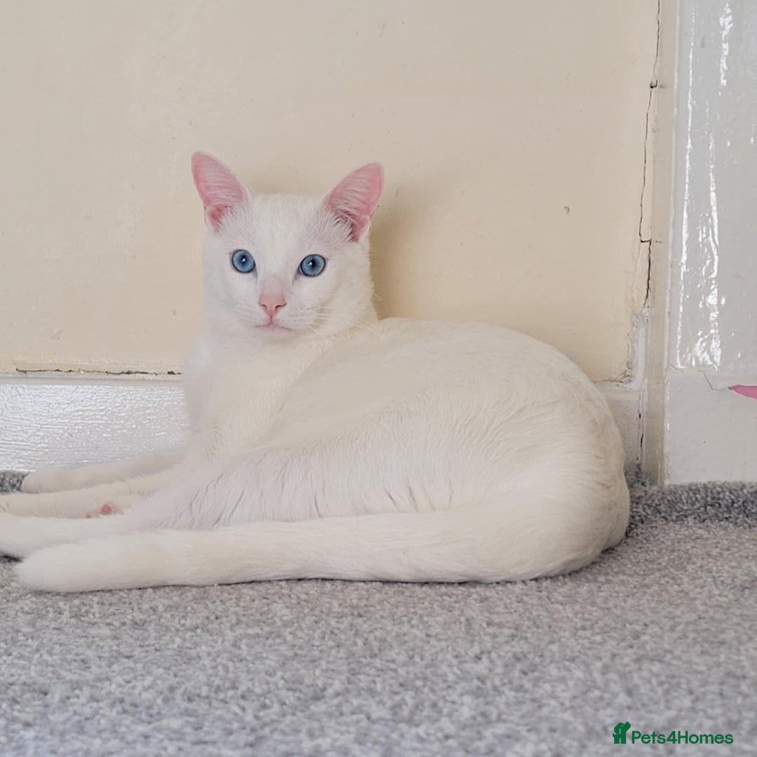 Ragdoll cats for sale: Glasgow G52 2jy - Image 6