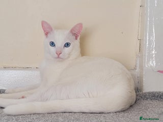 Ragdoll cats - Advert 32