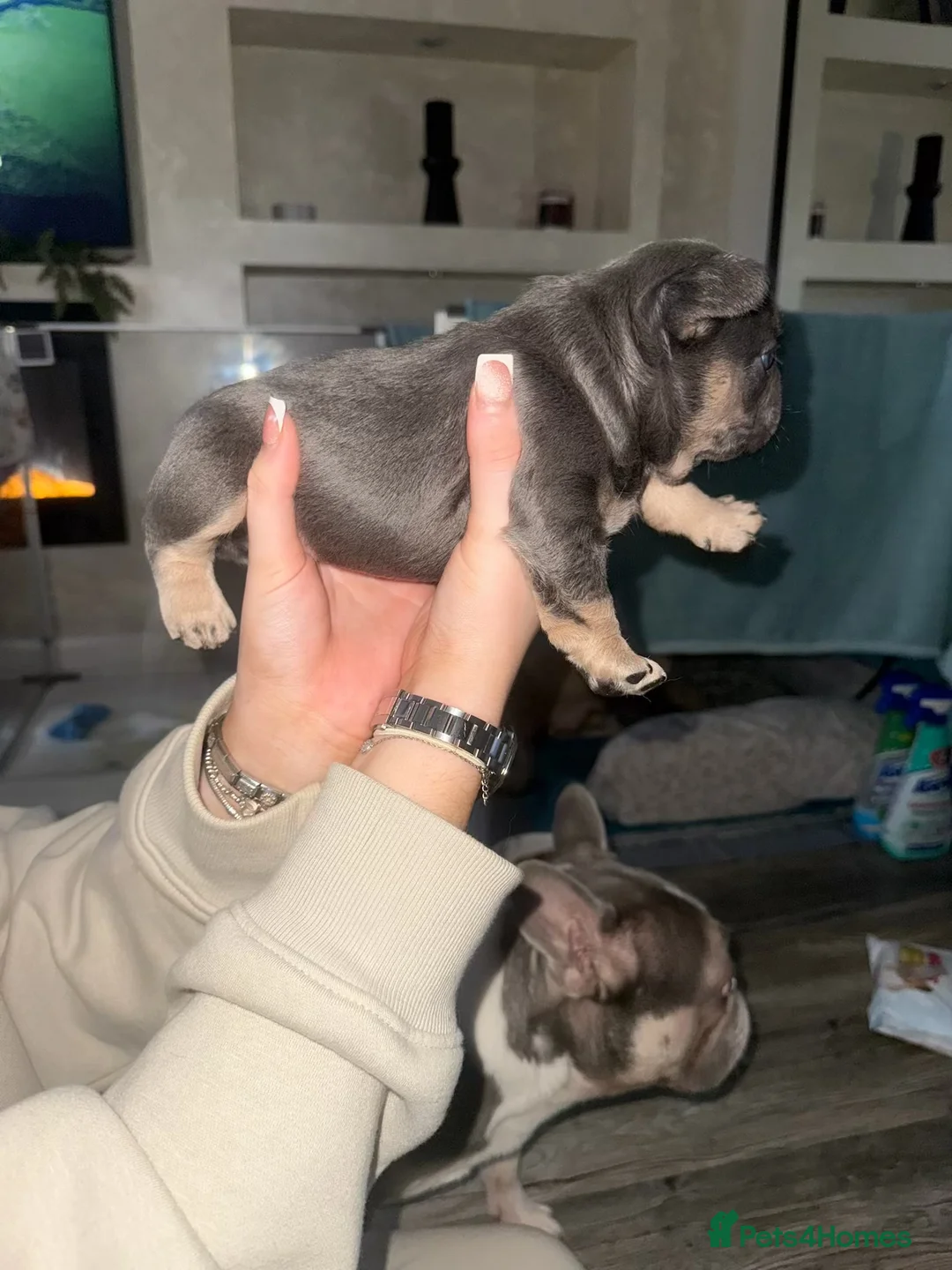 French Bulldog dogs for sale: Elegant Litter of Six KC Registered French Bulldog - Advert 19