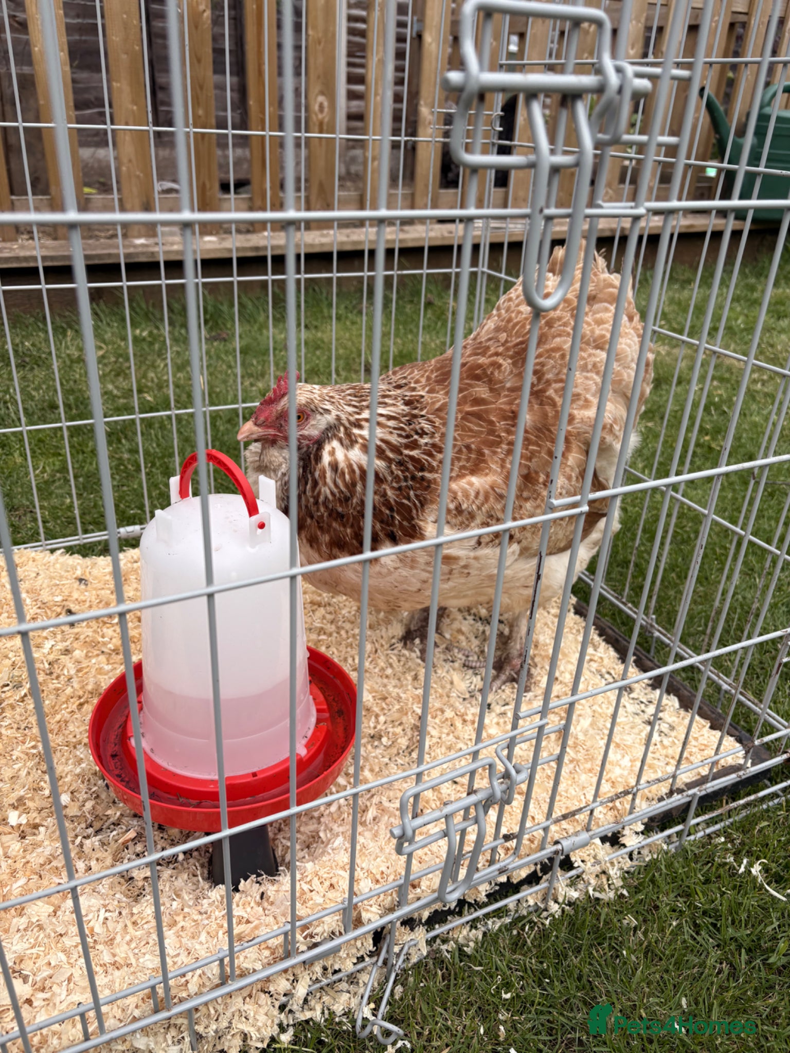 Chickens poultry 1x Faverolle Hen  - Advert 2