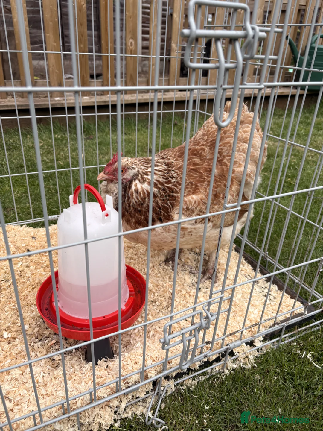Chickens poultry for sale: 1x Faverolle Hen  in Derby - Advert 1
