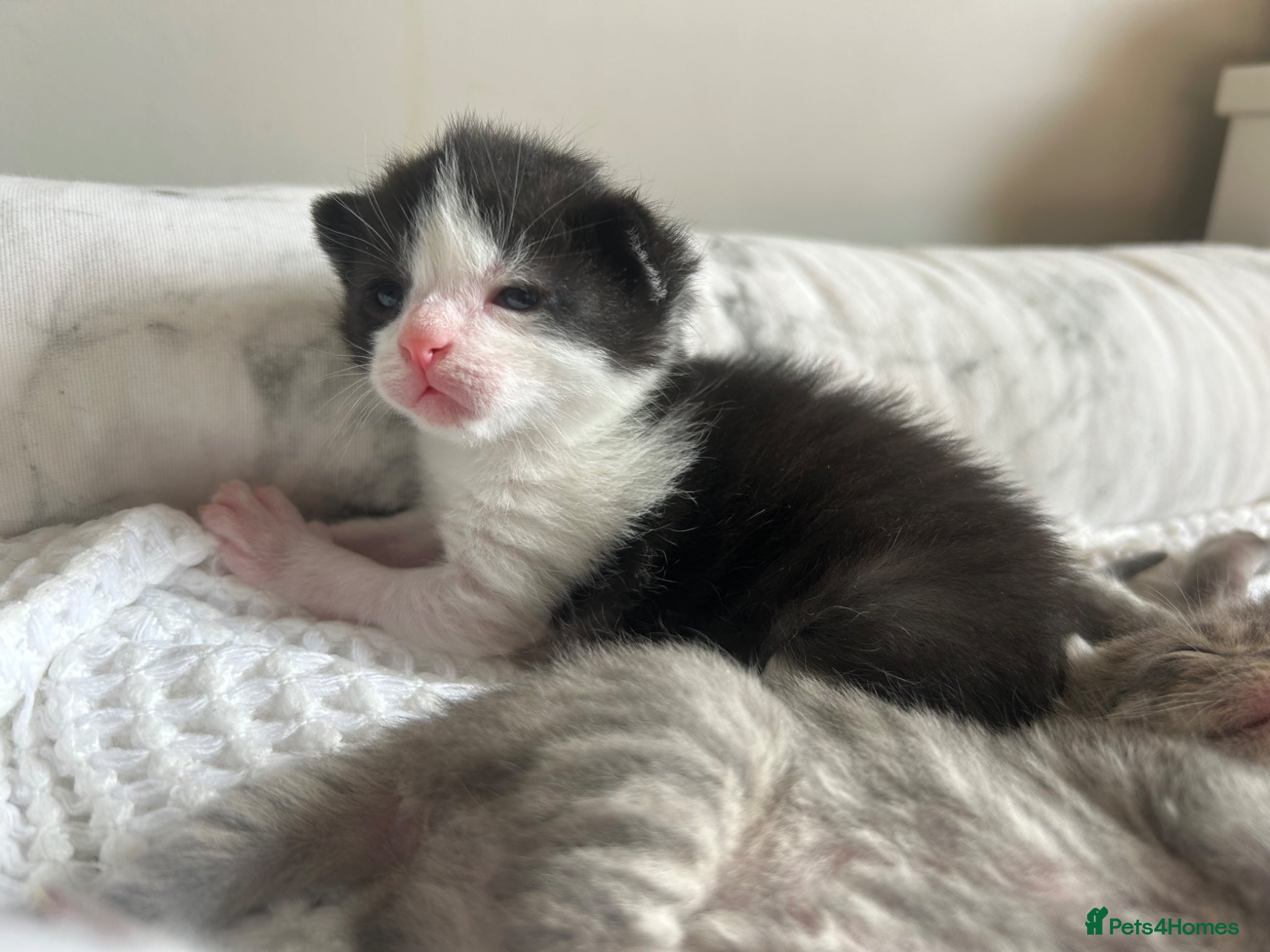 Mixed Breed cats for sale: 4 bengal X kittens in Brixham - Advert 6