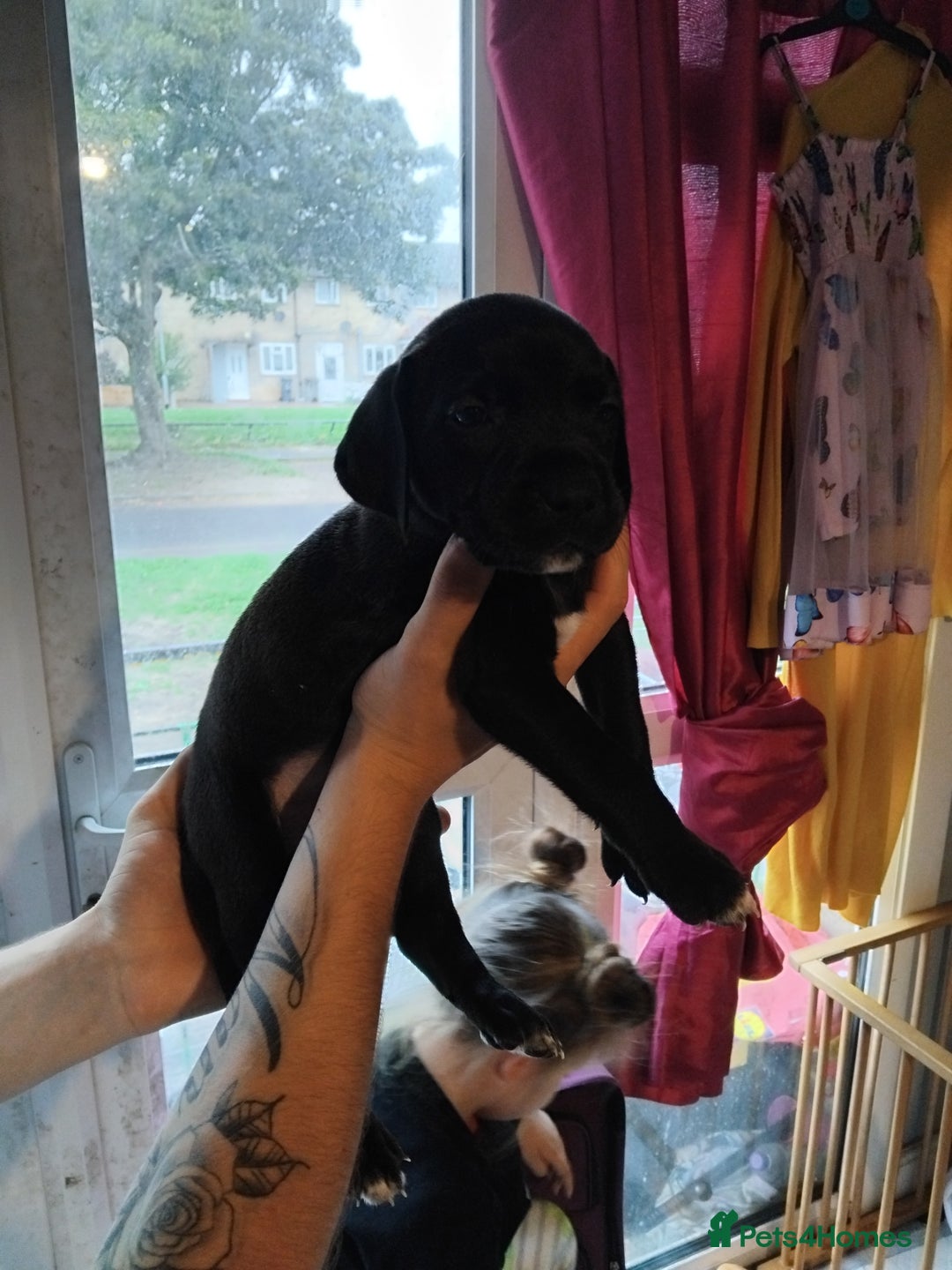 Mixed Breed dogs for sale: Presa canario cross golden labrador - Image 4