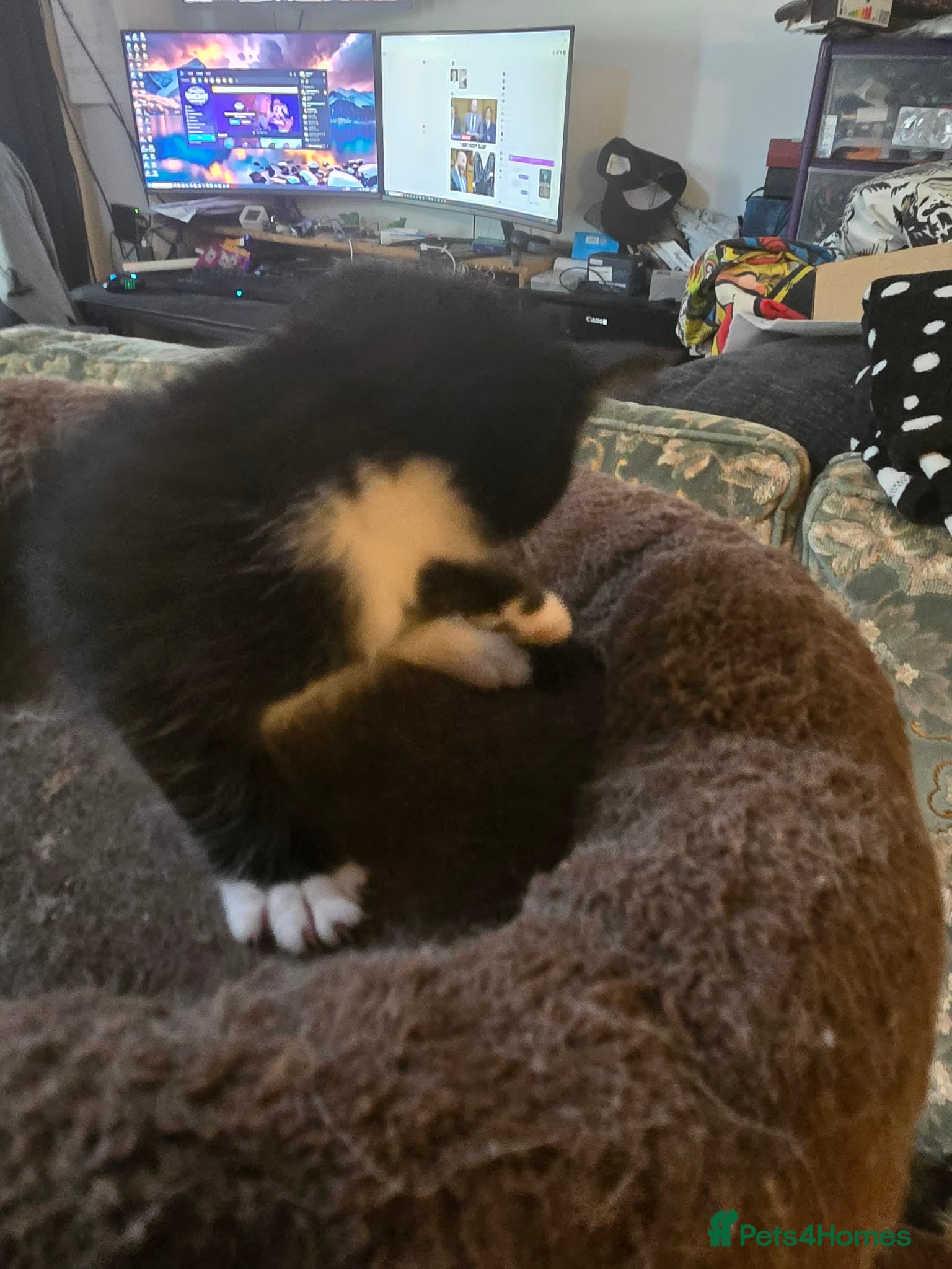 Maine Coon cats for sale: Maine coon cross kittens - Advert 2