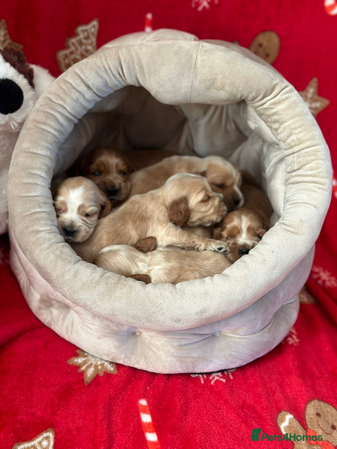 Cocker Spaniel dogs for sale: 🌟STUNNING SHOW COCKER SPANIEL BABIES🌟1 Boy left  - Advert 12