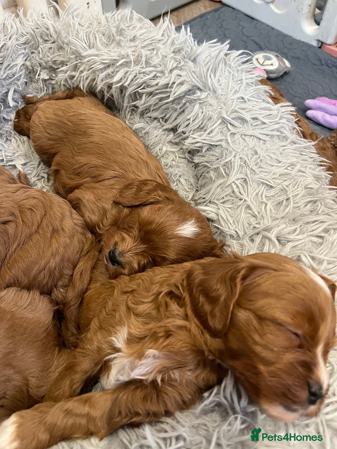 Cavapoo dogs for sale: Merlesque ⭐️⭐️⭐️⭐️⭐️F1 Cavapoos 200 DNA - Image 15