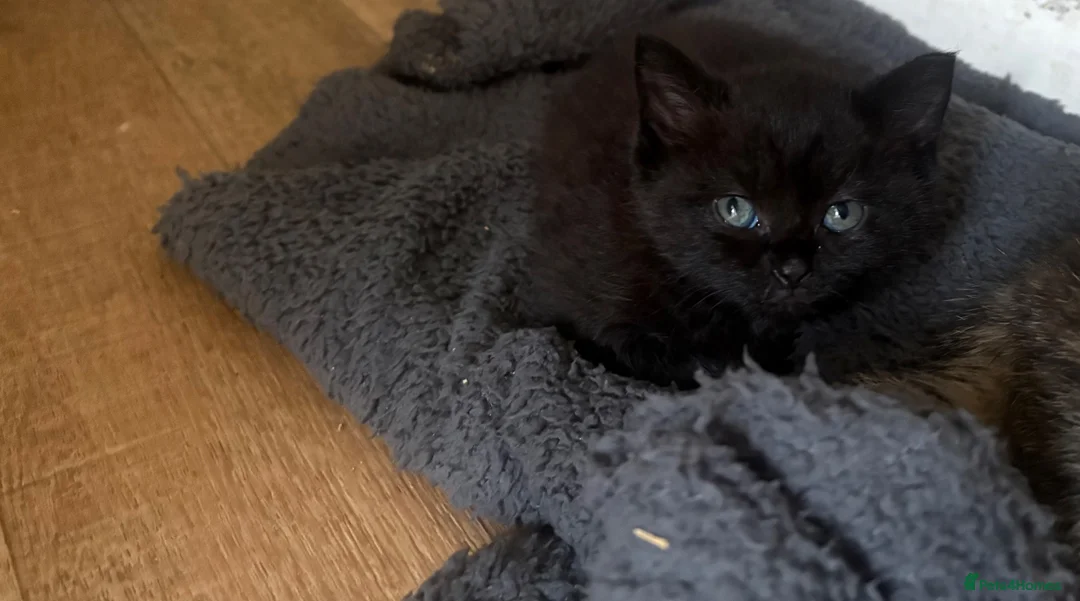 Mixed Breed cats for sale: Gorgeous half British Shorthair kitties - Advert 5