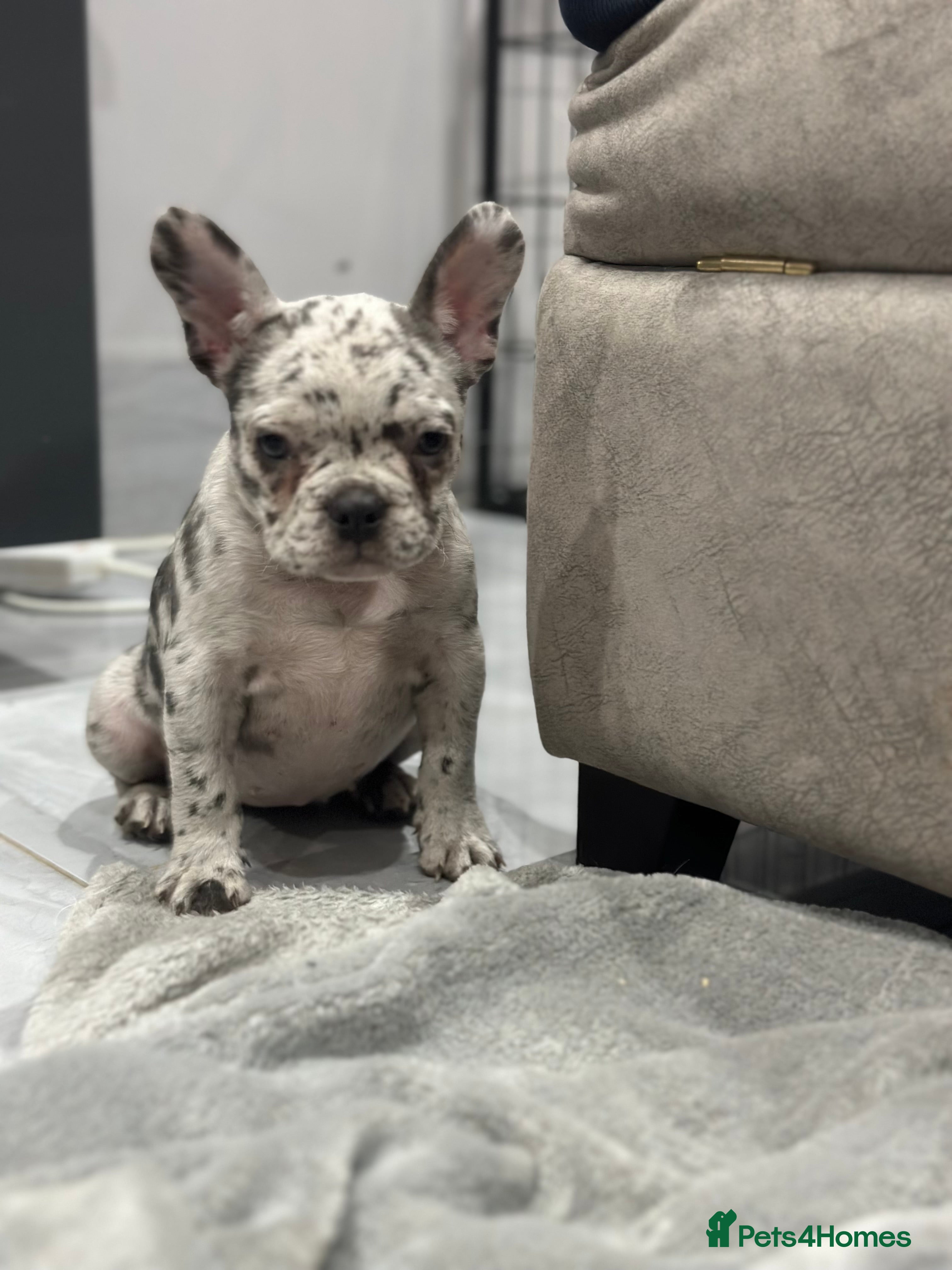 French Bulldog dogs LAST GIRL LEFT  French bulldogs  - Advert 6