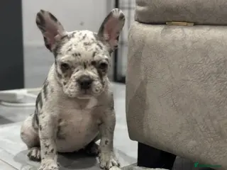 French Bulldog dogs LAST GIRL LEFT French bulldogs - Advert 6