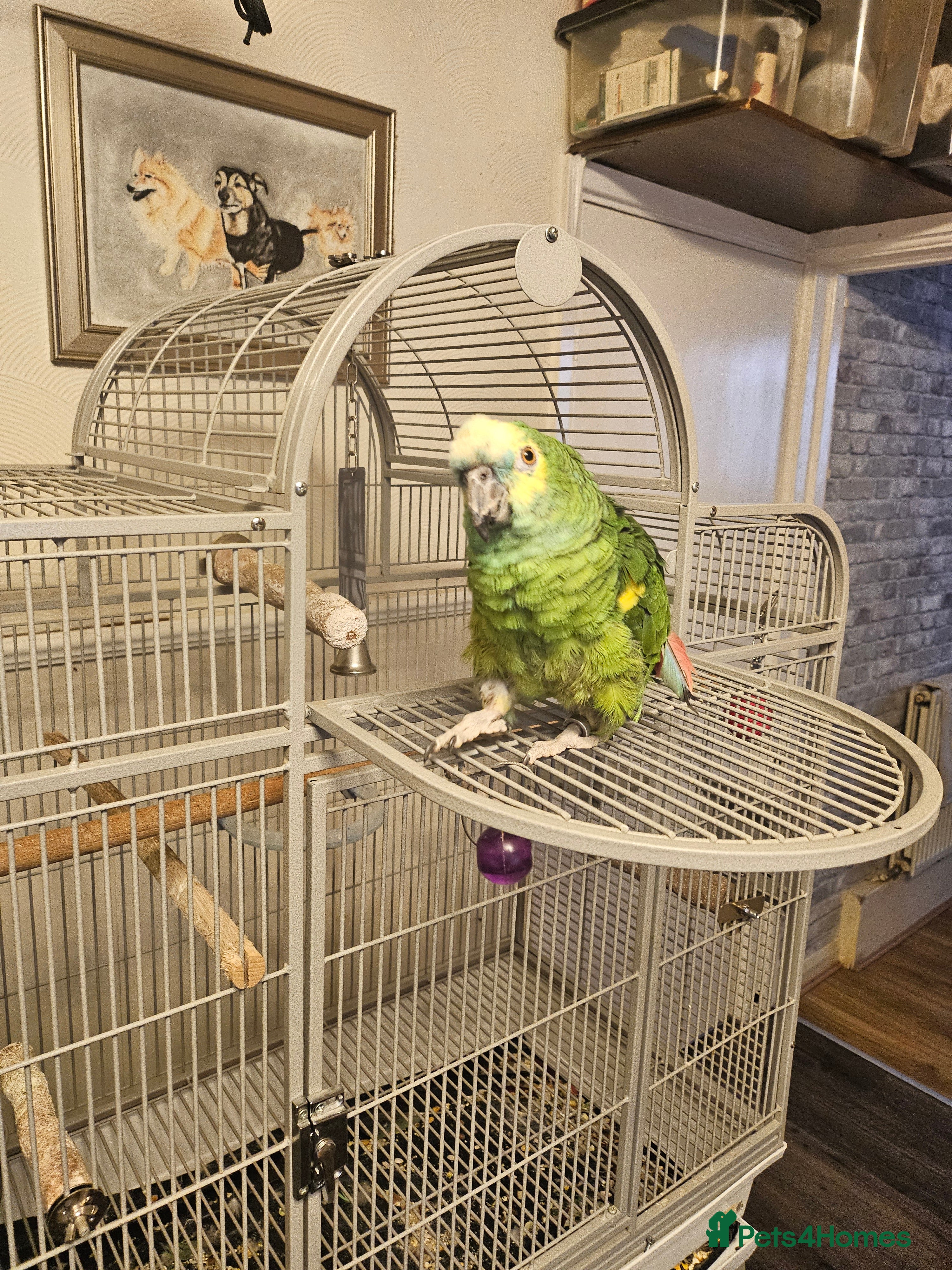 Parrots birds Two amazon parrots - Advert 5