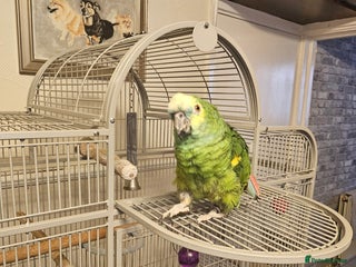 Parrots birds Two amazon parrots - Advert 1